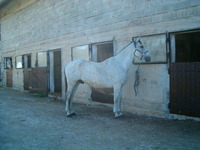 bienvenue au centre equestre du marais